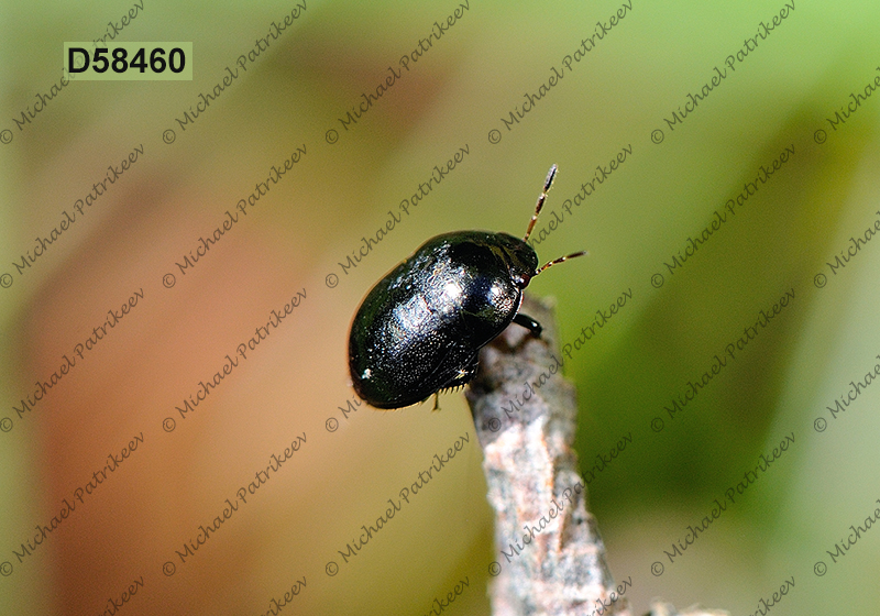 Galgupha nitiduloides (Thyreocoridae, Heteroptera)